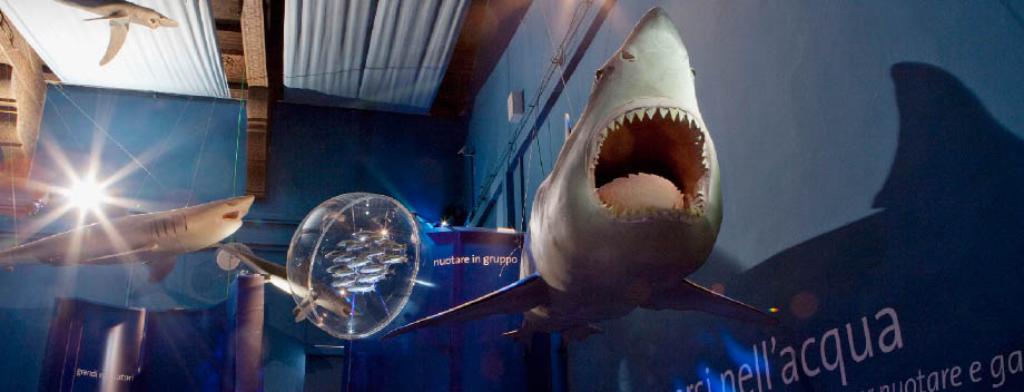 la Galleria dei Cetacei... l’Acquario delle tegnùe... Sulle tracce della vita... Raccogliere per stupire, raccogliere per studiare...Le strategie della vita...