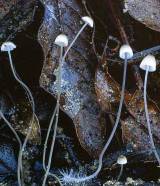Collezione-Botanica-MSN Collezione-Botanica-MSN