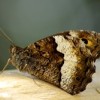 Hipparchiafagi butterfly