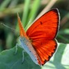 Lycaenadispar butterfly