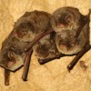 Bat Day 2012