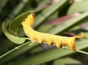 entomology-acherontia-atropos