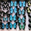 Collezione-farfalle-Museo-Storia-Naturale