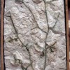 Collezione-paleontologica-Massalongo