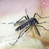 Aedes albopictus