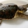 Netcet progetto rilascio tartaruga adriatico 15 ottobre 2014