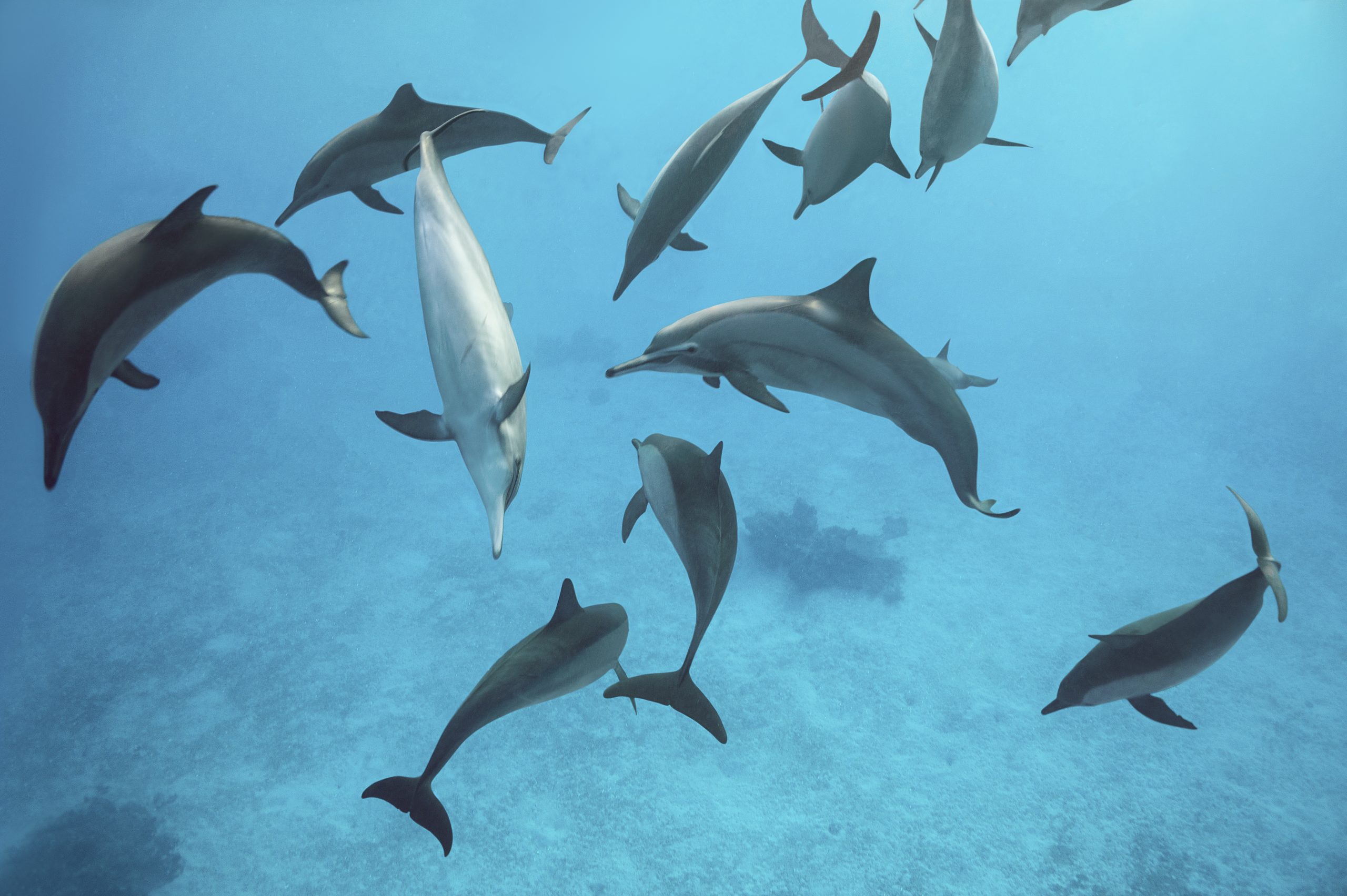 Delfini che nuotano, foto di Hussain Aga Khan mostra The Living Sea