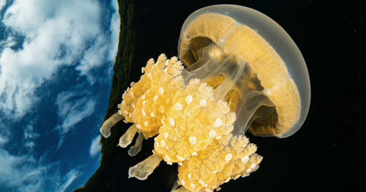 Immagine mostra, foto di medusa in mare