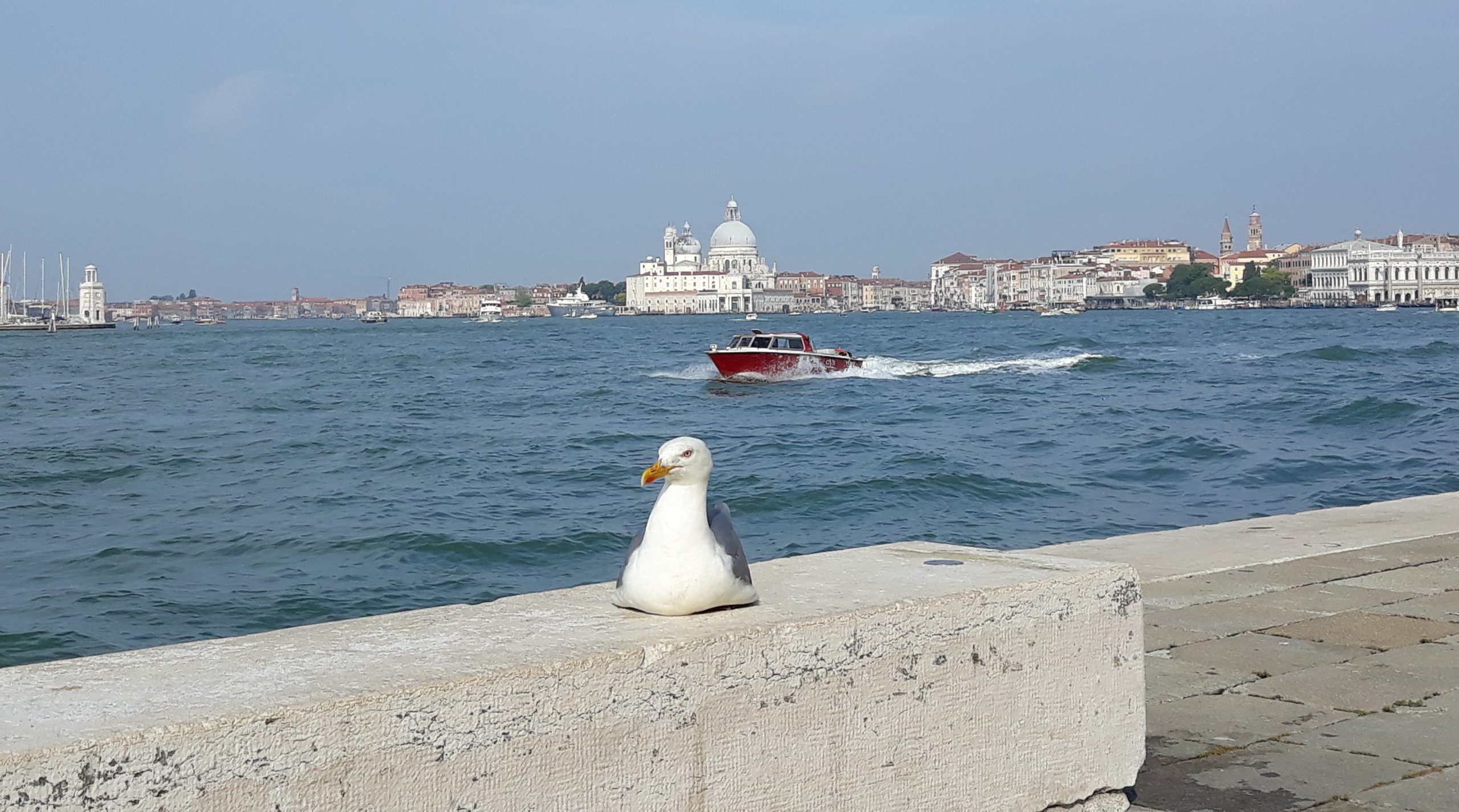 Gabbiano a Venezia