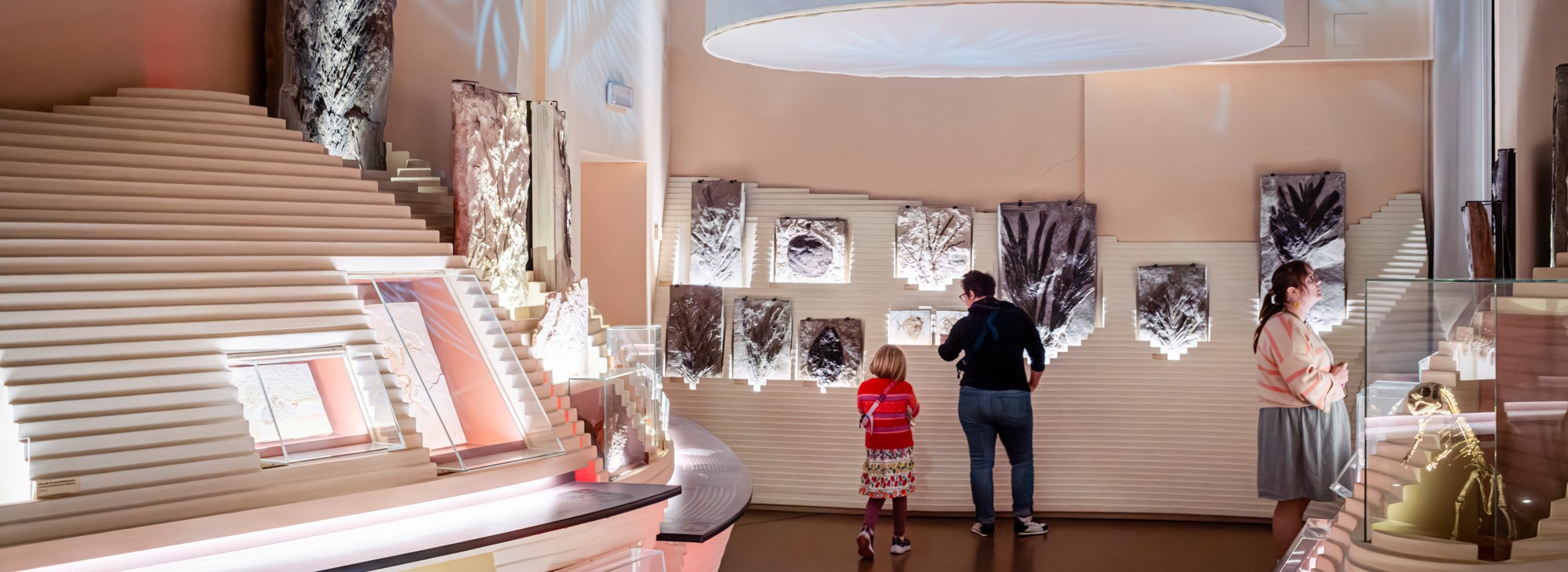 Allestimento del Museo di Storia Naturale