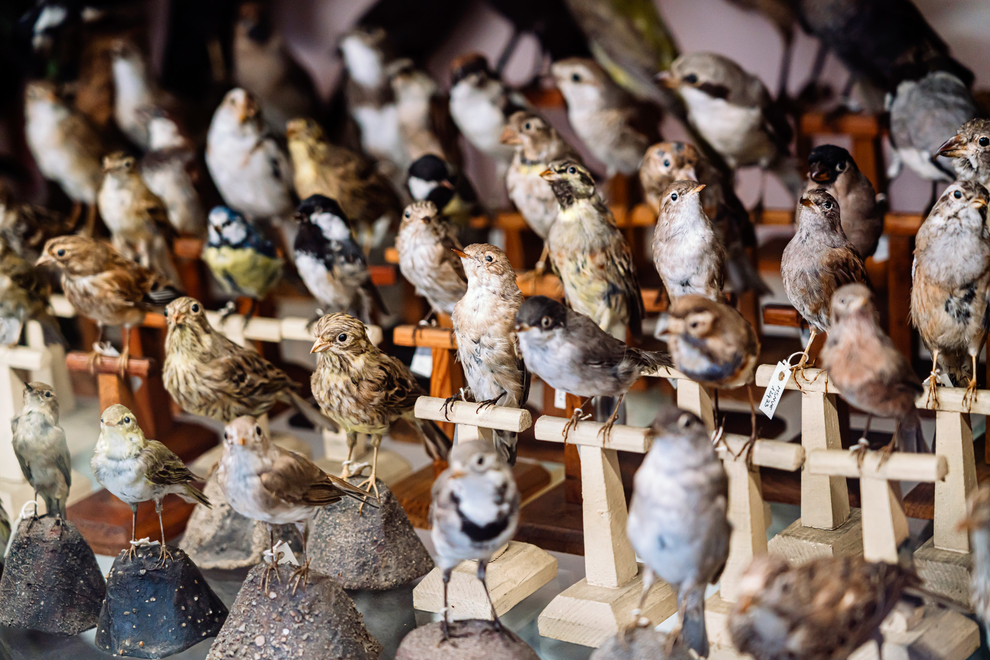 Collezione ornitologica