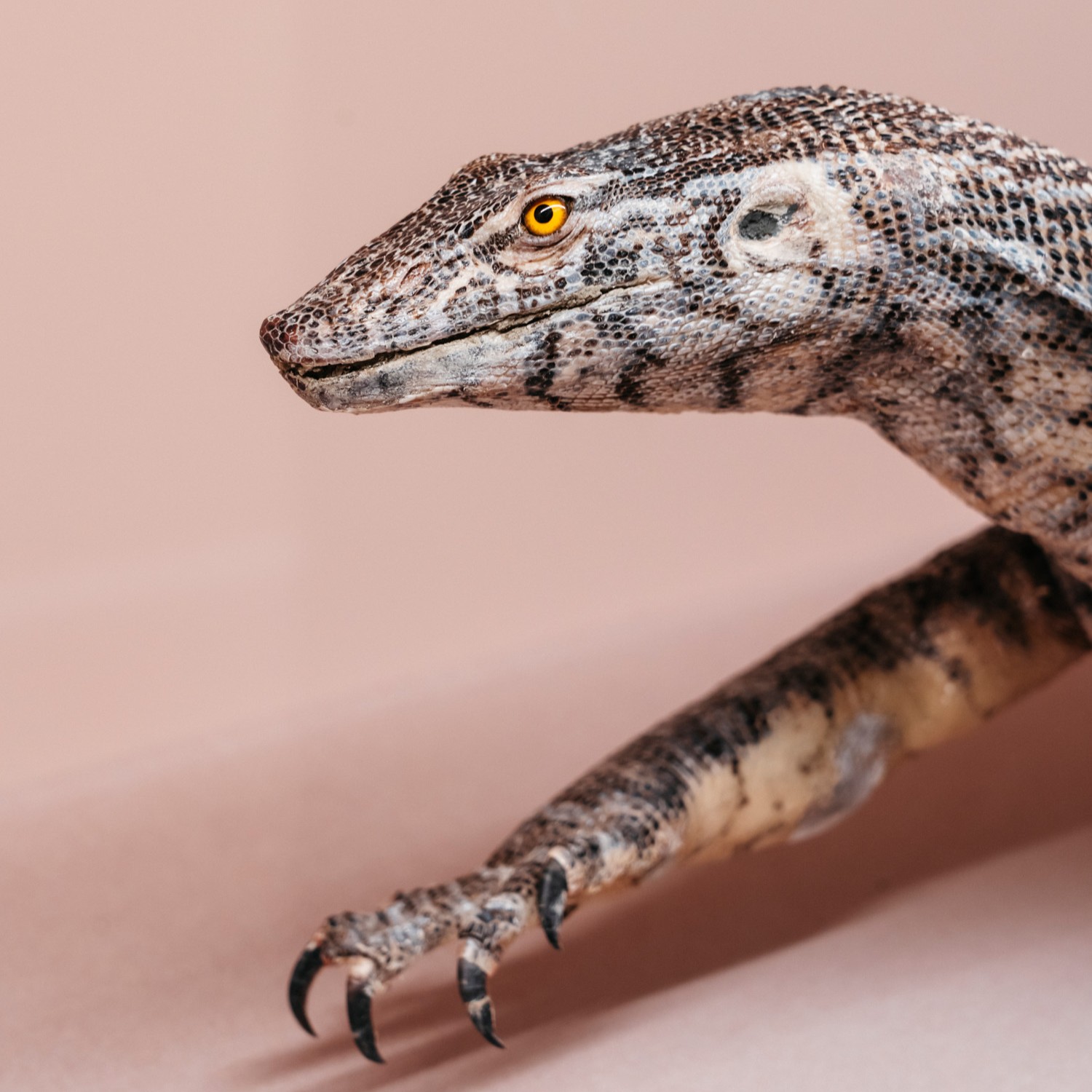Animale imbalsamato, parte dell'allestimento del museo di storia naturale