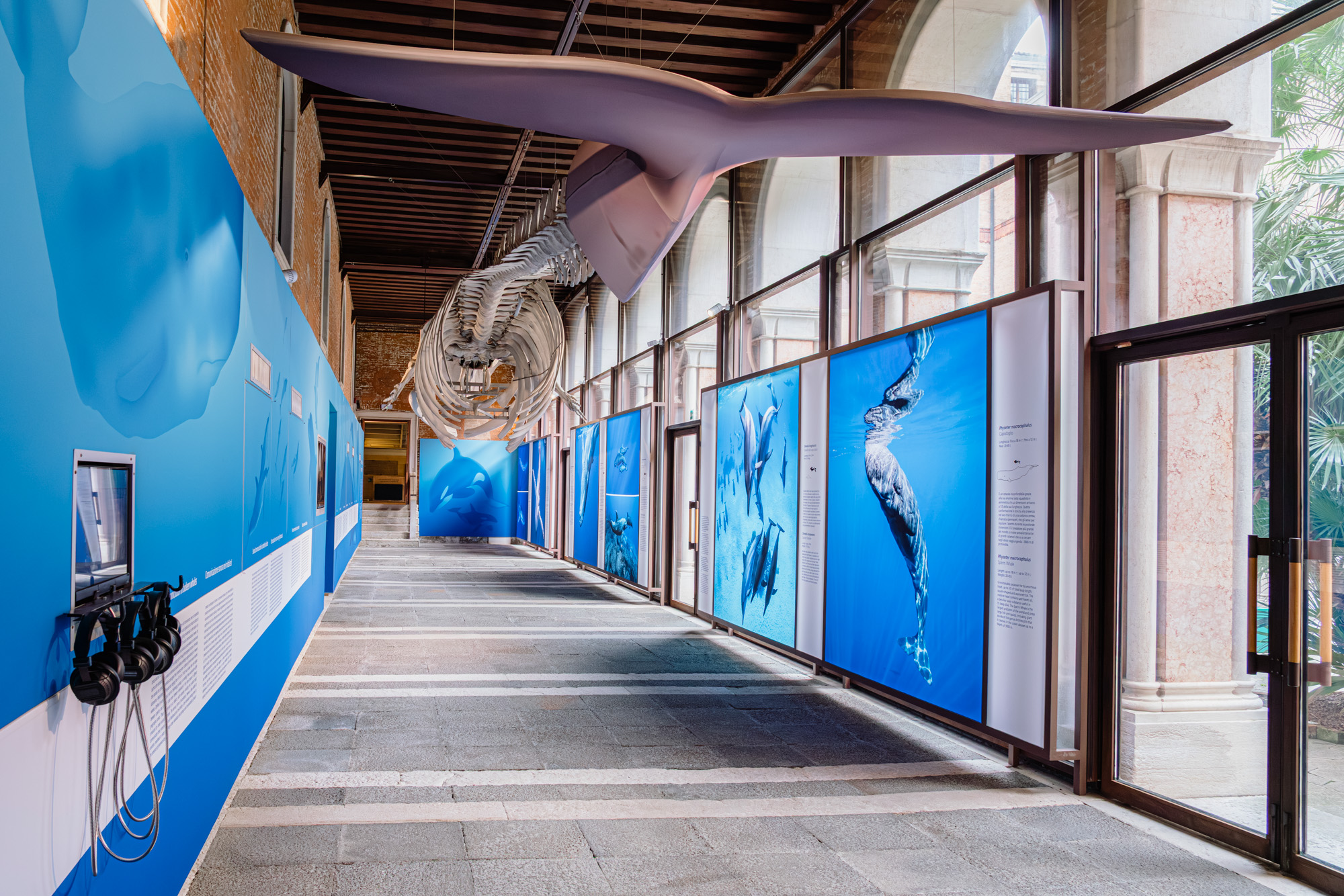 Galleria dei Cetacei