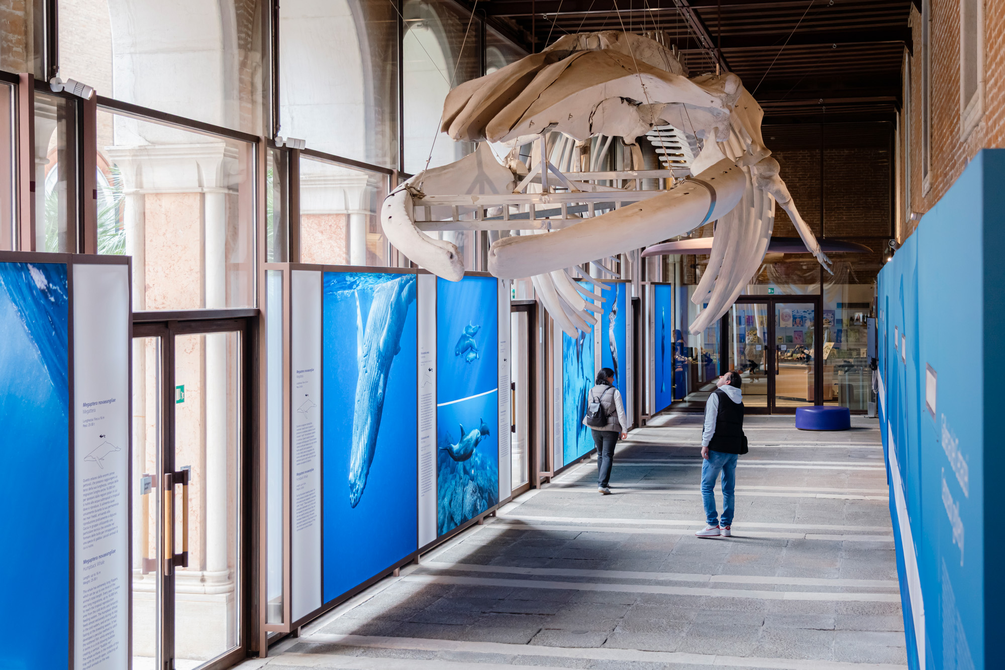 Galleria dei cetacei