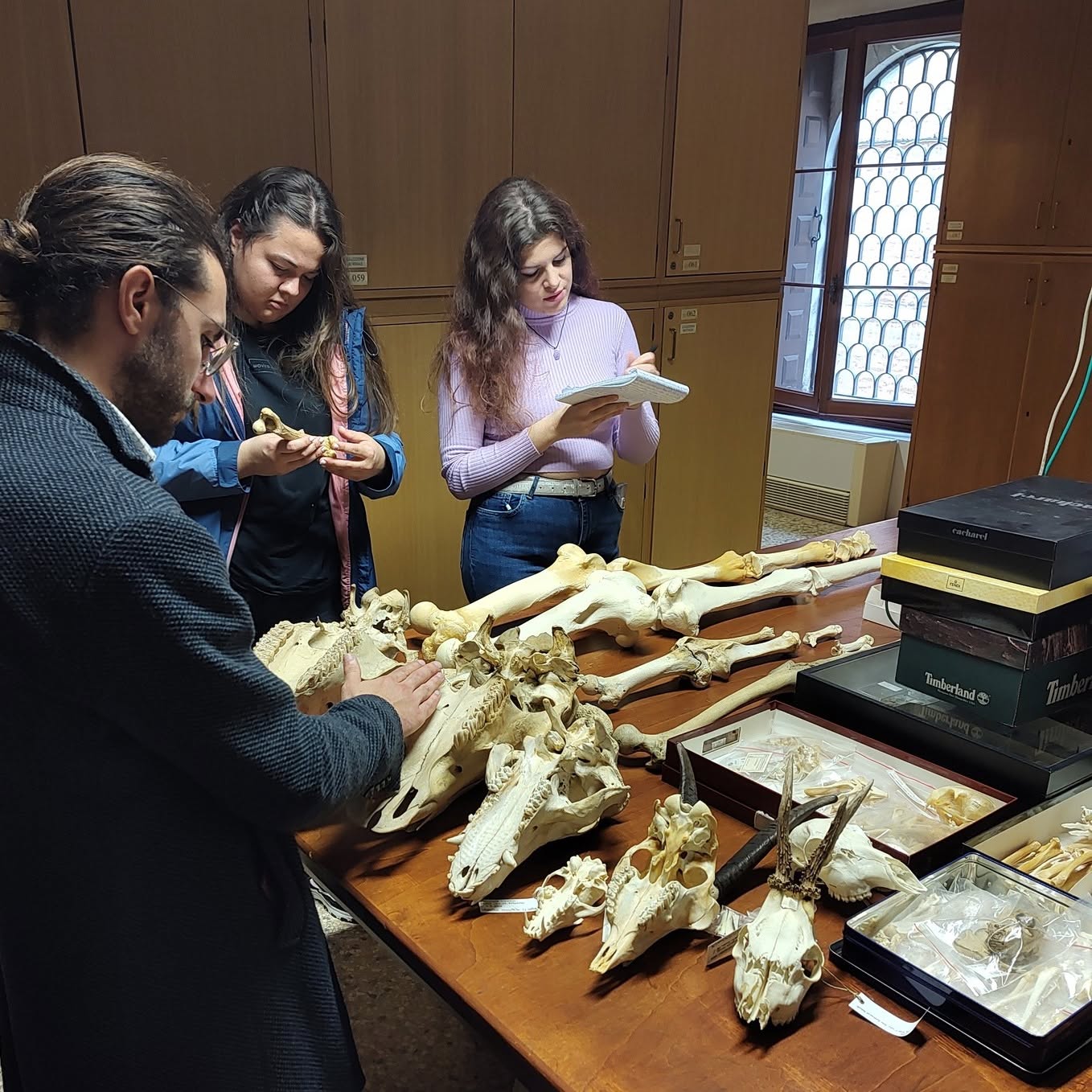 Archeozoologia