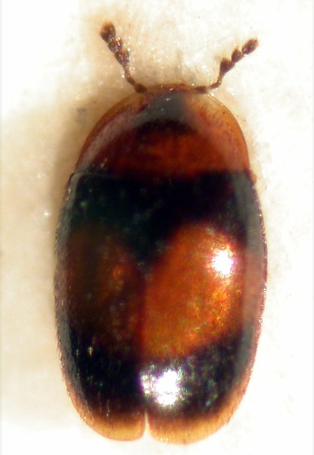 Arthrolips fasciata