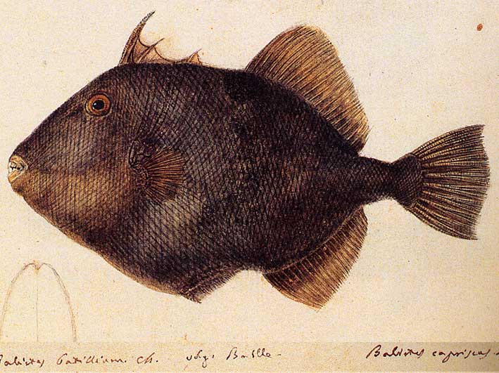 Pesce balestra