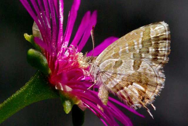 Cacyreus marshalli