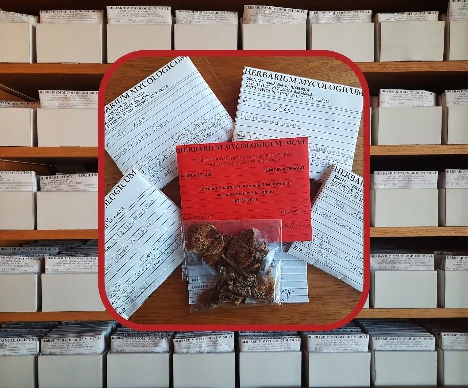 Collezione micologica