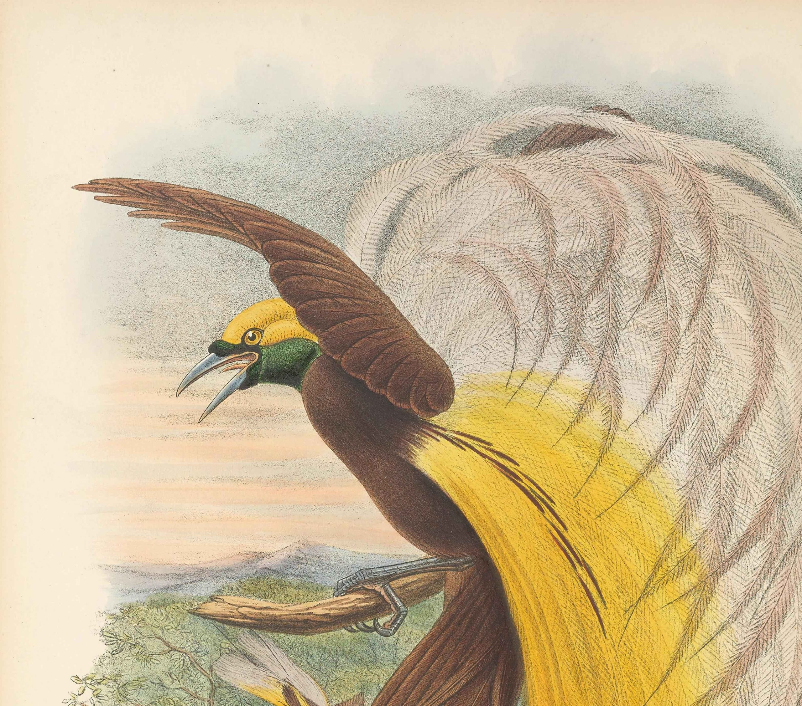 Illustrazione uccello colorato