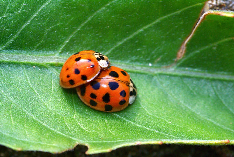 Harmonia axyridis