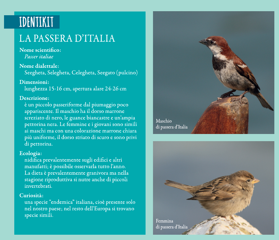 identikit passero