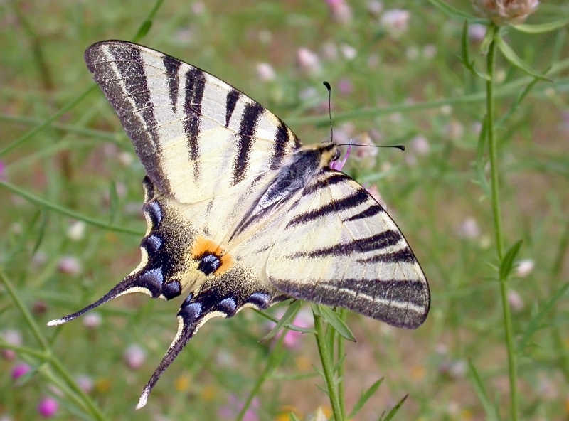 Iphiclides podalirius
