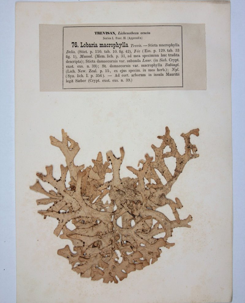 La Lichenotheca Veneta di Vittore Trevisan