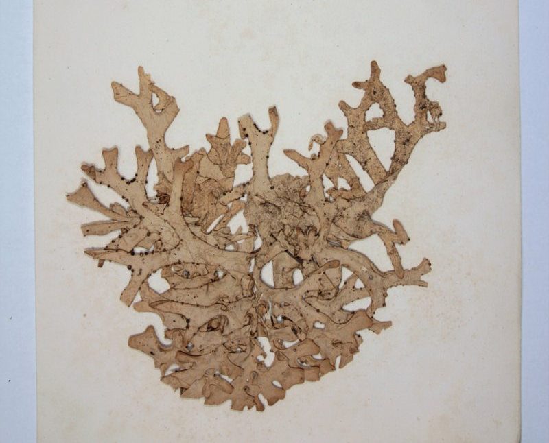 La Lichenotheca Veneta di Vittore Trevisan