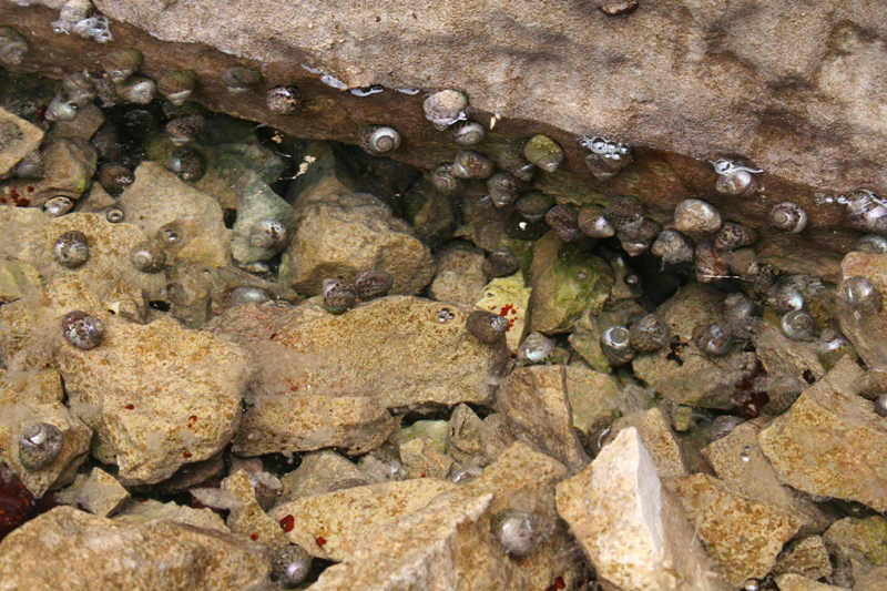 Osilinus articulatus