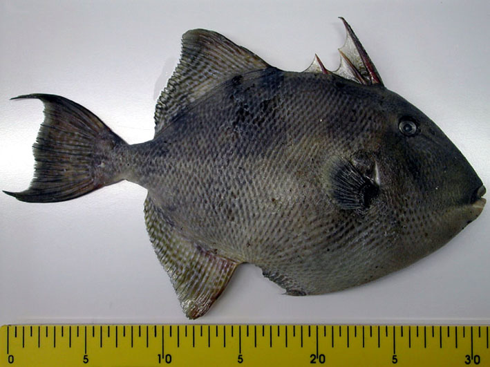 Pesce balestra