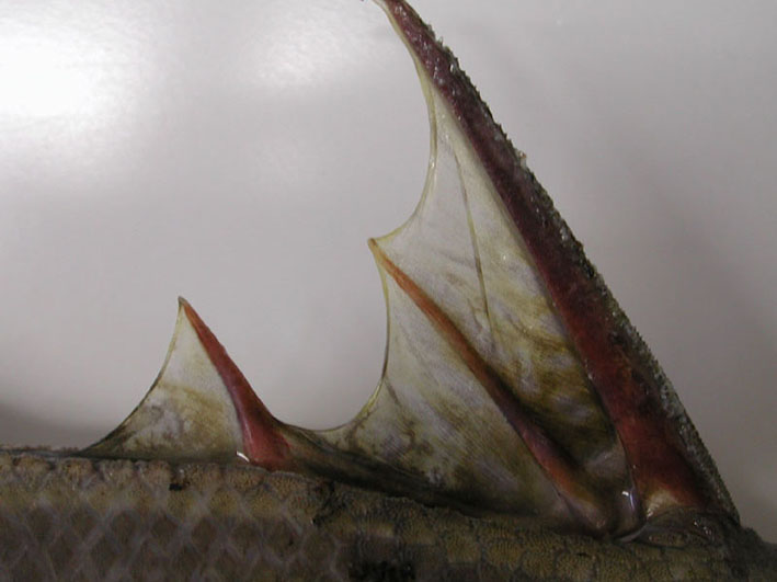 Pesce balestra