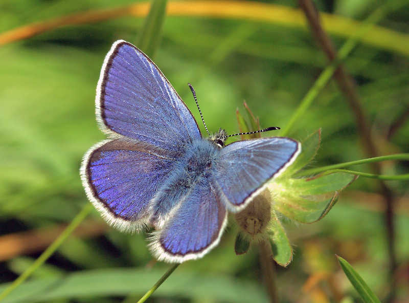 Plebejus orbitulus