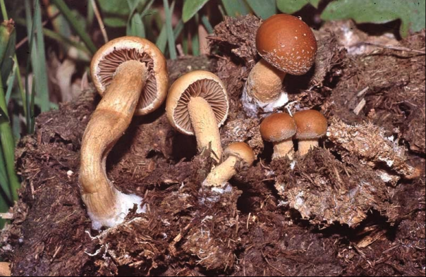 Progetto speciale funghi