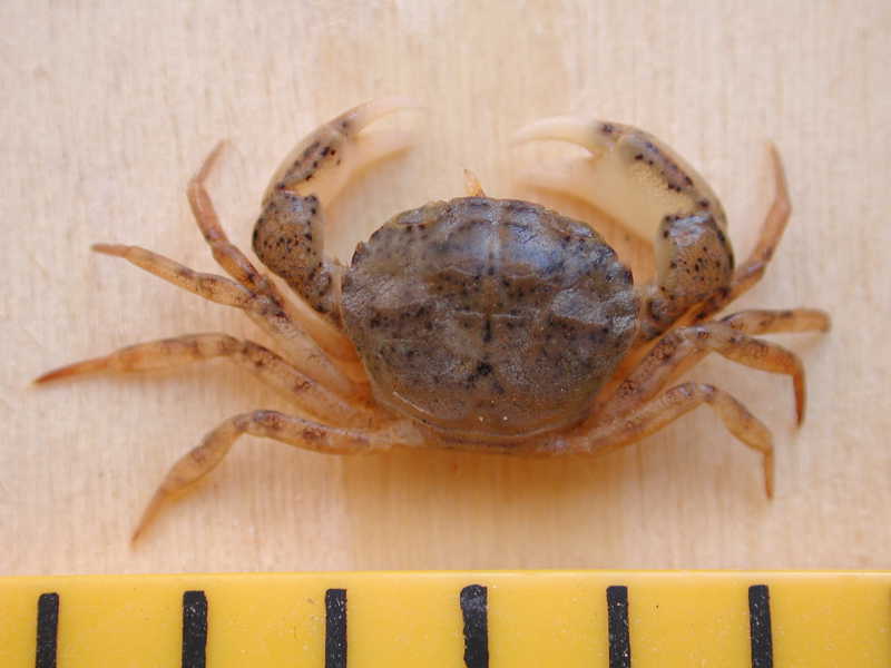 Rhithropanopeus harrisii