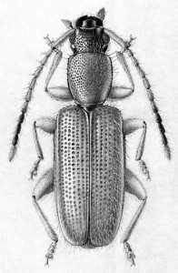 Telephanus velox