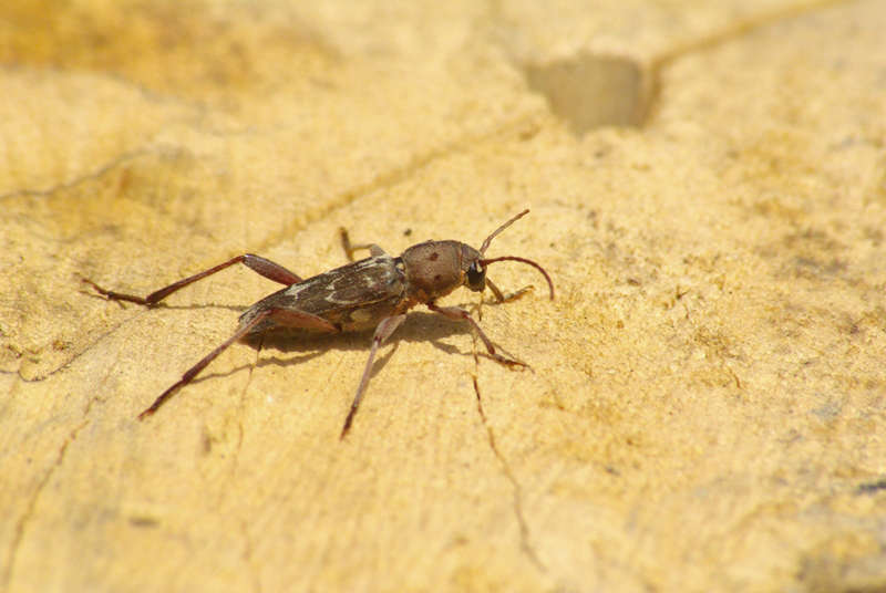 Xylotrechus stebbingi