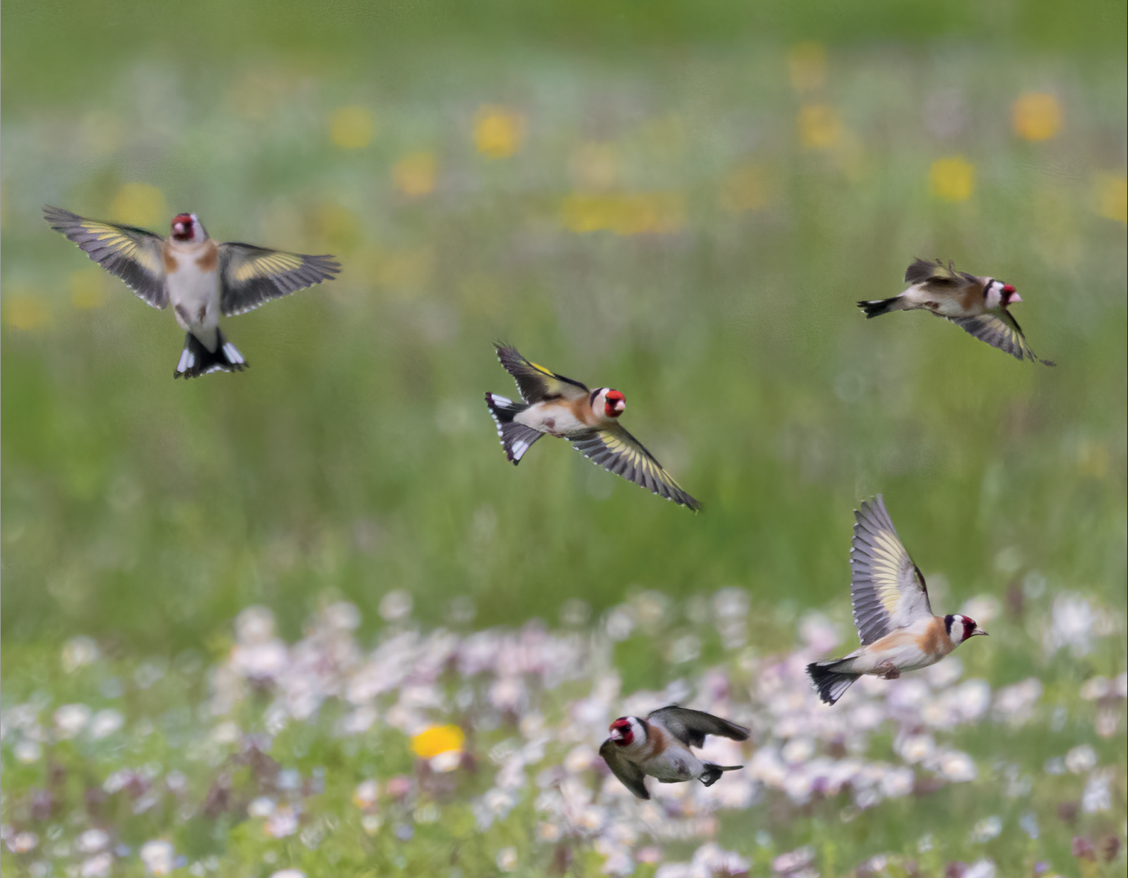 Uccelli in volo su prato fiorito