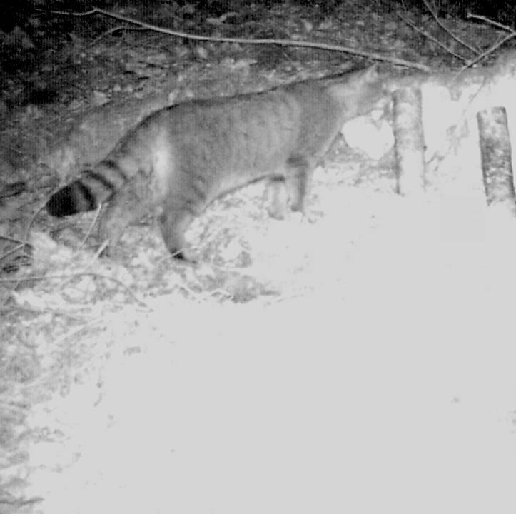 fototrappolaggio gatto selvatico