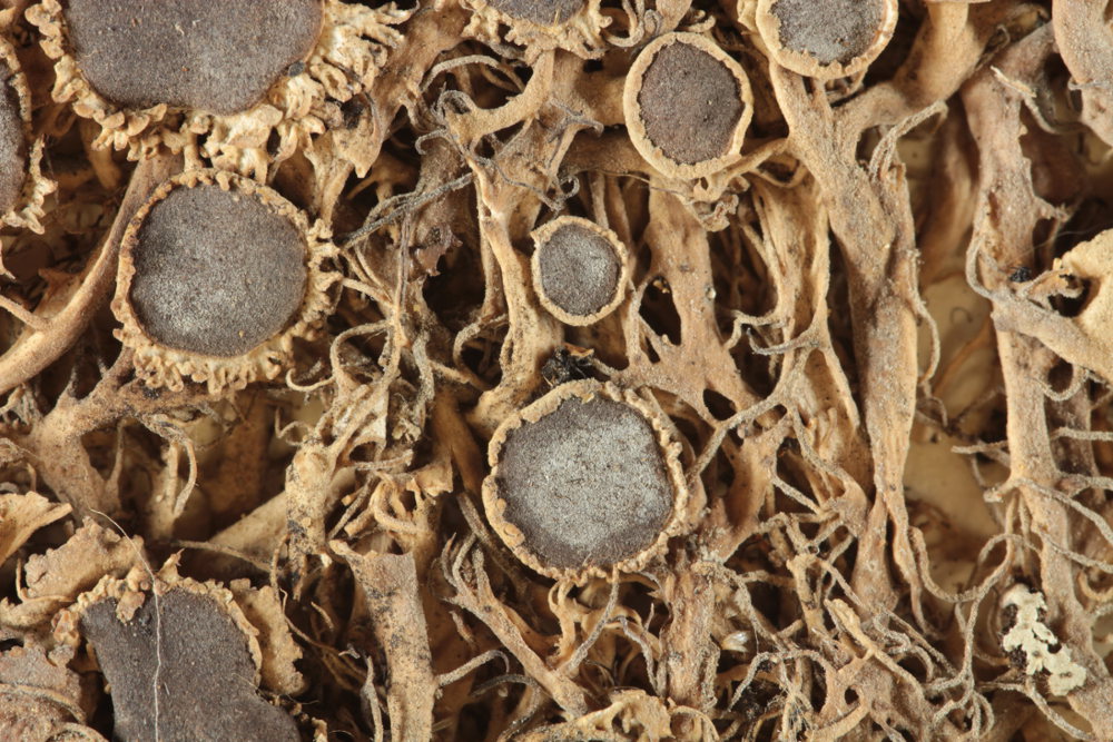 La collezione lichenologica di Abramo Massalongo