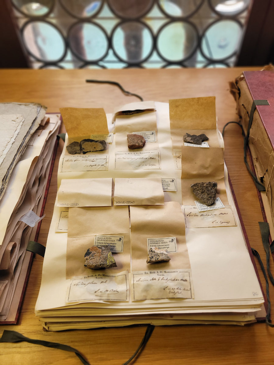 La collezione lichenologica di Abramo Massalongo