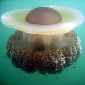 Cassiopea mediterranea