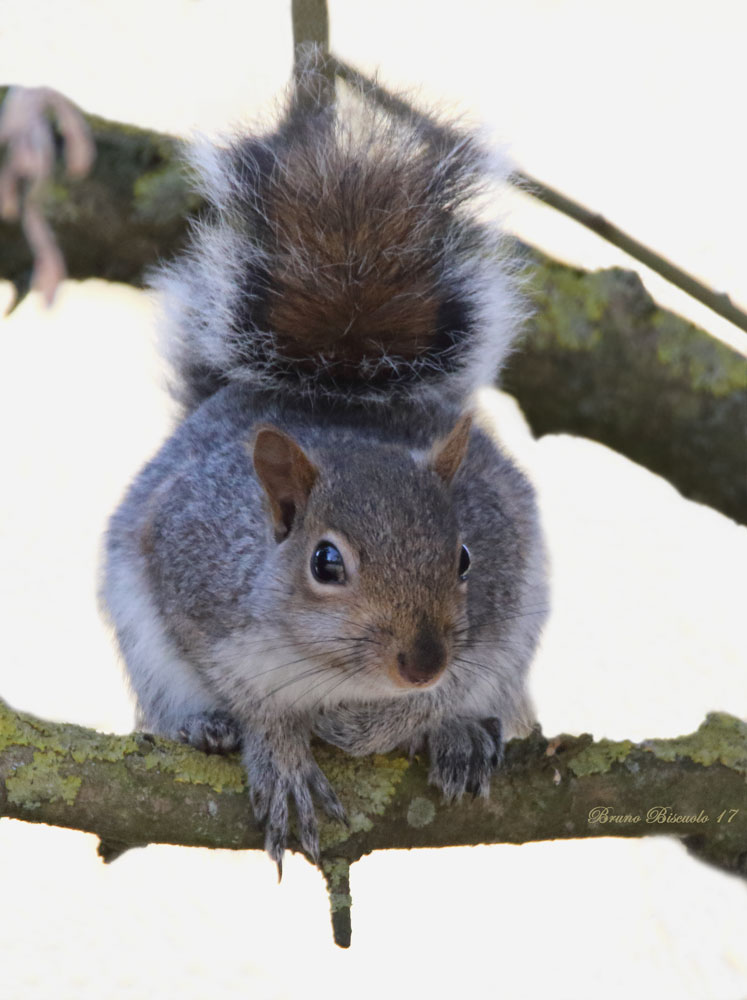 Sciurus carolinensis