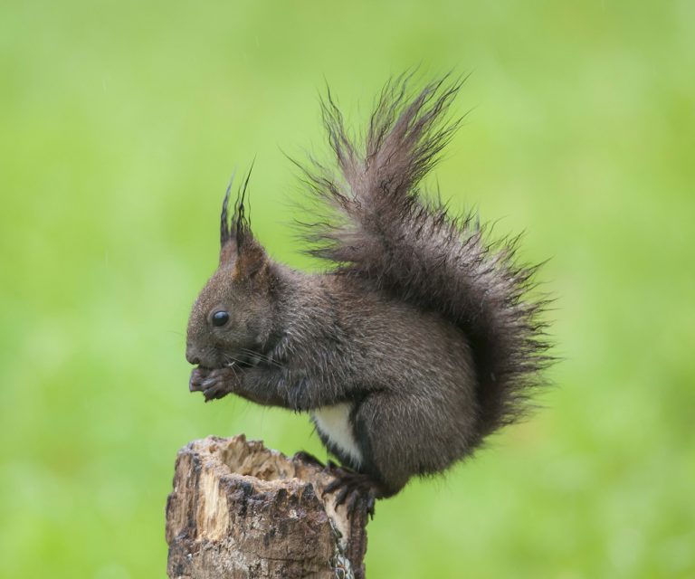 Sciurus vulgaris