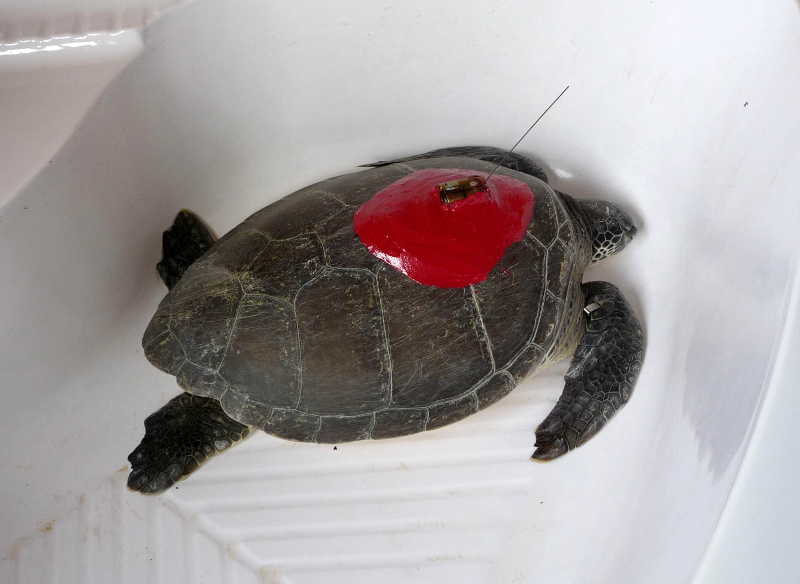 tartaruga satellitare