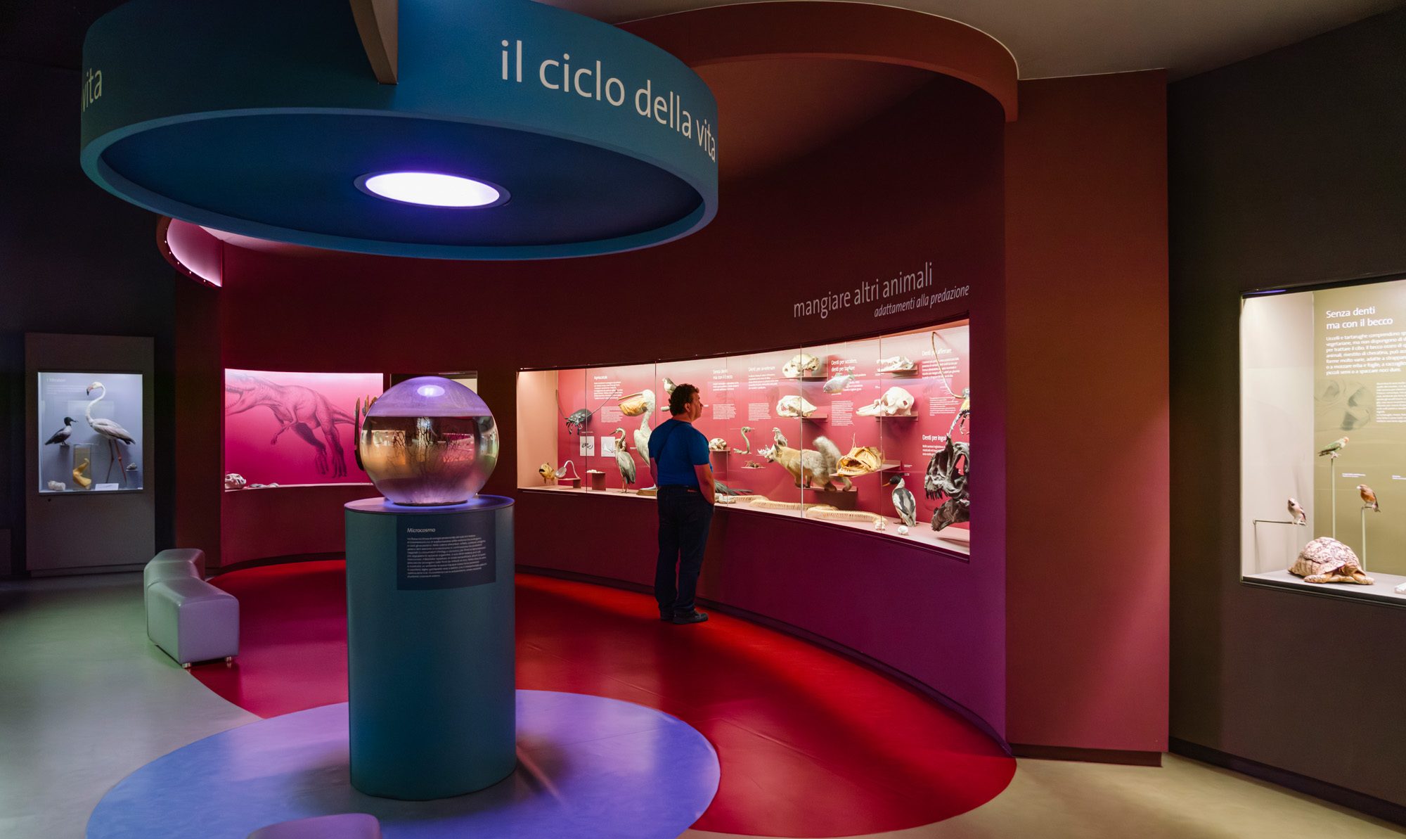 Allestimento permanente Museo Storia Naturale