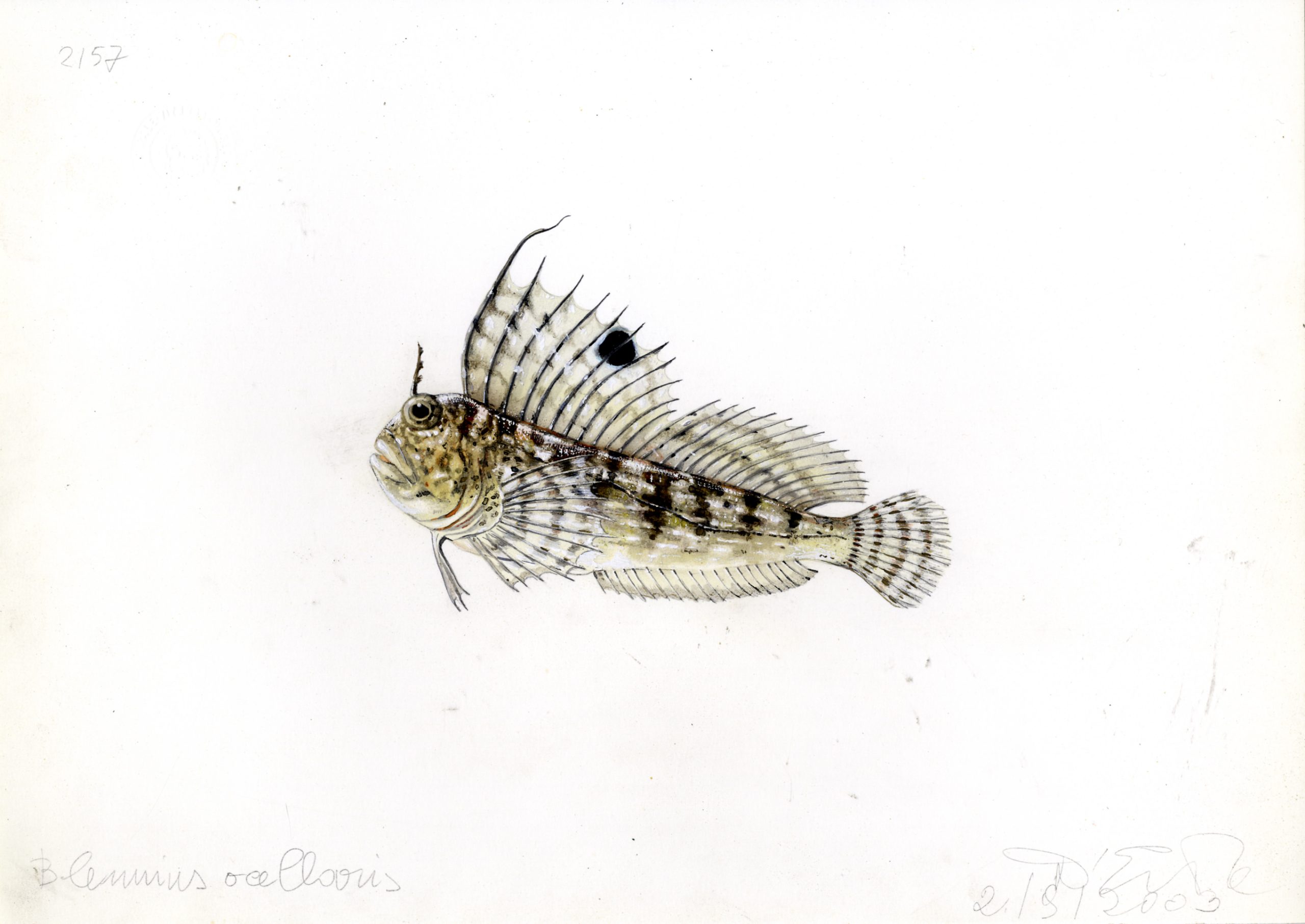 Disegno grafico di pesce dall'archivio grafico naturalistico