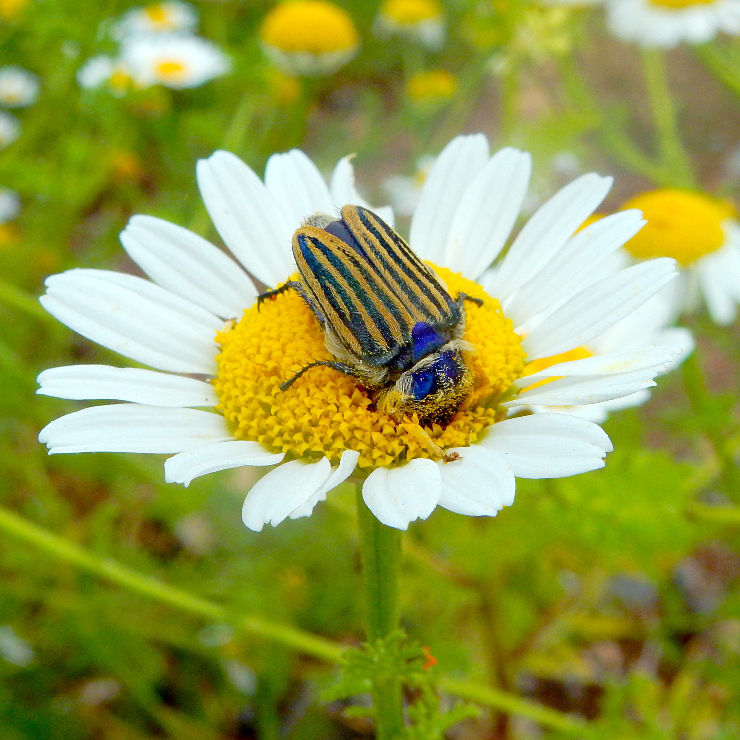 Coleottero su fiore